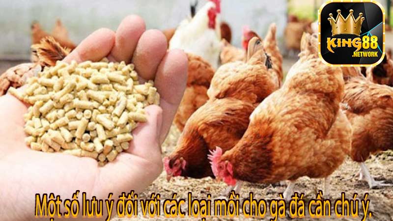 Một số lưu ý đối với các loại mồi cho gà đá cần chú ý.